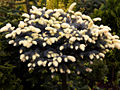 Picea pungens Bialobok IMG_6537 Świerk kłujący